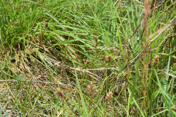 Habitat of Carex arenicola F. Schmidt Habitat of Carex arenicola F. Schmidt