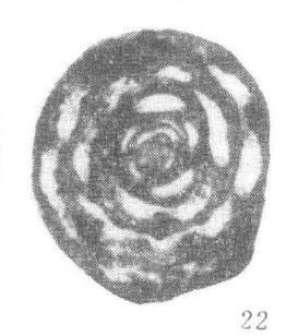 Aulalina aulaensis Nie &amp; Song, 1985