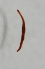 Specimen from Guam