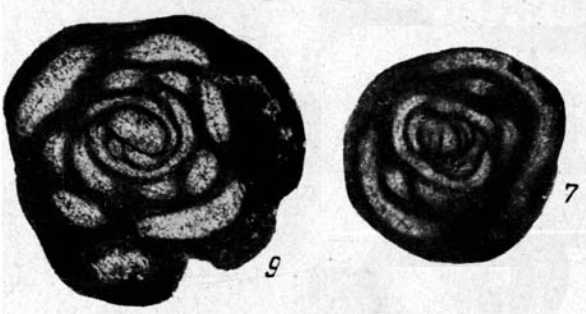 Glomospira dublicata Lipina, 1949