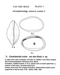 Cardobairdia ovata Bold, 1960 from the original description