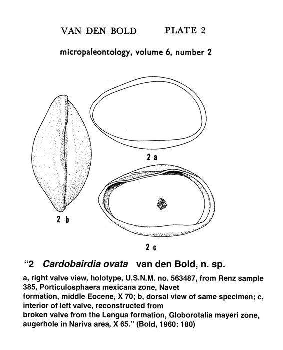 Cardobairdia ovata Bold, 1960 from the original description Cardobairdia ovata Bold, 1960 from the original description