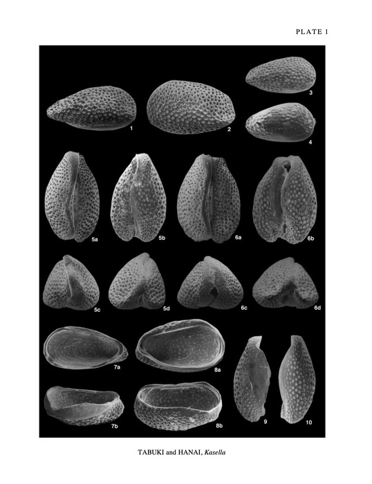 Female holotype and paratypes of Kasella ryukyuensis Tabuki & Hanai, 1999 Female holotype and paratypes of Kasella ryukyuensis Tabuki & Hanai, 1999