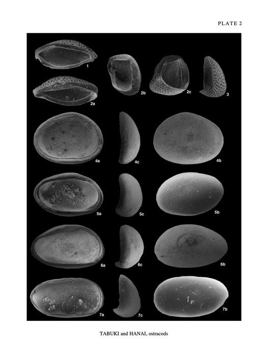 Valves of Kasella ryukyuensis Tabuki & Hanai, 1999, Ogmoconcha sp., Cardobairdia sp., Saipanetta sp. from Tabuki & Hanai (1999, Pl. 2) Valves of Kasella ryukyuensis Tabuki & Hanai, 1999, Ogmoconcha sp., Cardobairdia sp., Saipanetta sp. from Tabuki & Hanai (1999, Pl. 2)