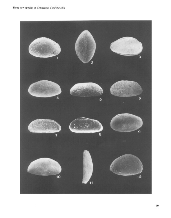 Holotypes and paratypes of Cardobairdia cenomanensis Nuyts, 1990, Cardobairdia rectimarginata Nuyts, 1990 and Cardobairdia triebeli Nuyts, 1990 Holotypes and paratypes of Cardobairdia cenomanensis Nuyts, 1990, Cardobairdia rectimarginata Nuyts, 1990 and Cardobairdia triebeli Nuyts, 1990