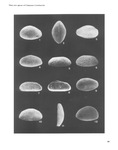 Holotypes and paratypes of Cardobairdia cenomanensis Nuyts, 1990, Cardobairdia rectimarginata Nuyts, 1990 and Cardobairdia triebeli Nuyts, 1990