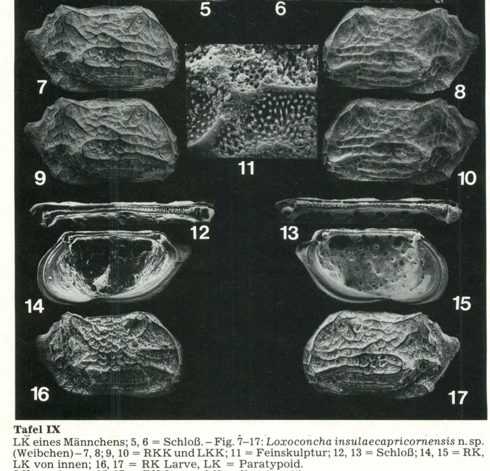 Loxoconcha insulaecapricornensis Hartmann, 1981 from the original description