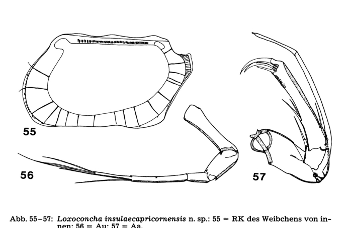 Loxoconcha insulaecapricornensis Hartmann, 1981 from the original description