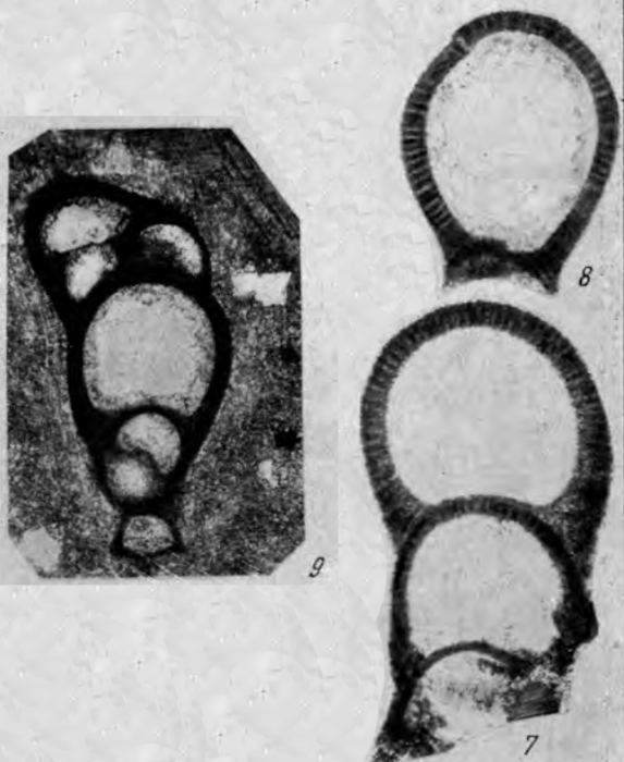 Tuberitina collosa Reitlinger, 1950