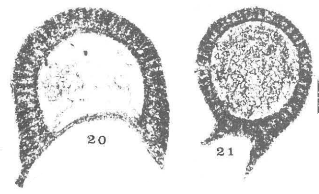 Mendipsia leesi Conil &amp; Longerstaey, 1980