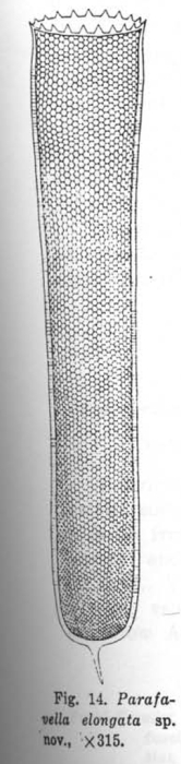 Parafavella elongata Wang 1936 Parafavella elongata Wang 1936
