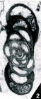 Graecodiscus teresae Vachard, 1993