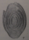 Multidiscus padangensis (Lange, 1925)