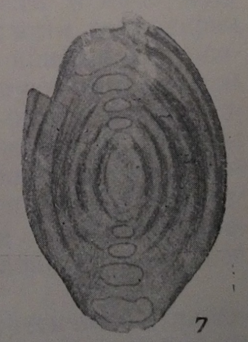 Multidiscus padangensis (Lange, 1925)
