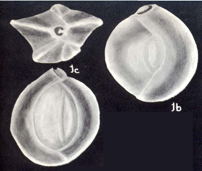 Quinqueloculina semiopaqua McCulloch, 1981
