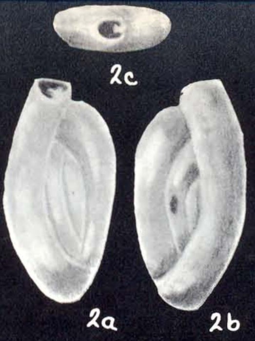 Massilina (?) demissa McCulloch, 1981