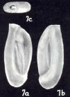 Quinqueloculina florencehoffae McCulloch, 1981