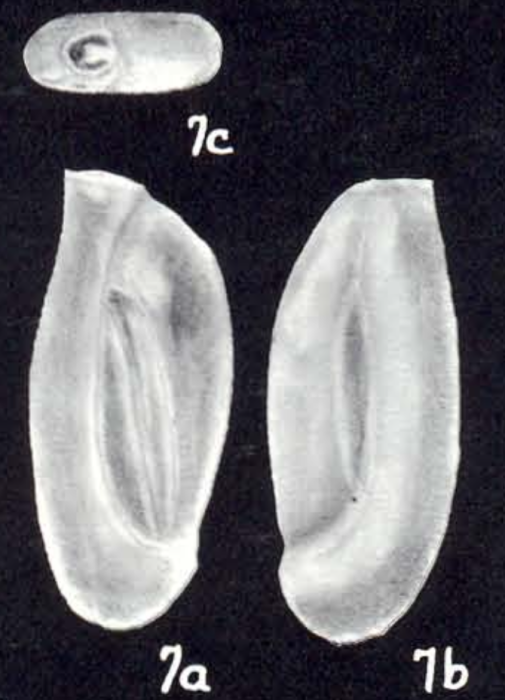 Quinqueloculina florencehoffae McCulloch, 1981