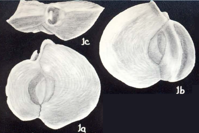 Flintina (?) tortugiana McCulloch, 1981