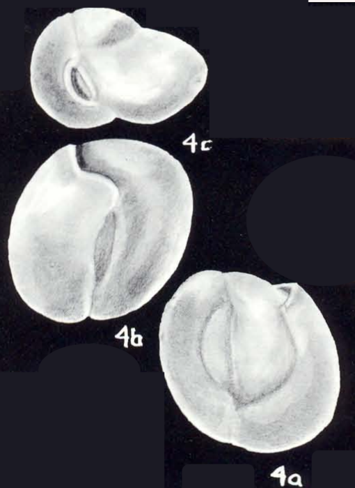 Pateoris labiosiformis McCulloch, 1981