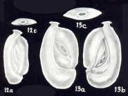 Spiroloculina hancocki McCulloch, 1981