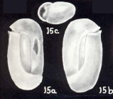 Miliolinella longiformis McCulloch, 1981