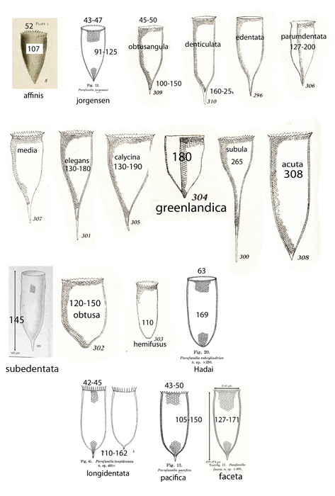 "Cone-shaped" Parafavella spp.