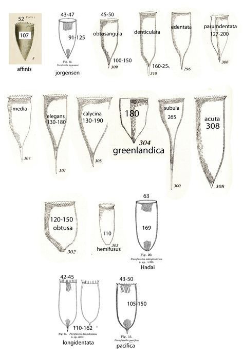 "Cone-shaped" Parafavella spp. "Cone-shaped" Parafavella spp.