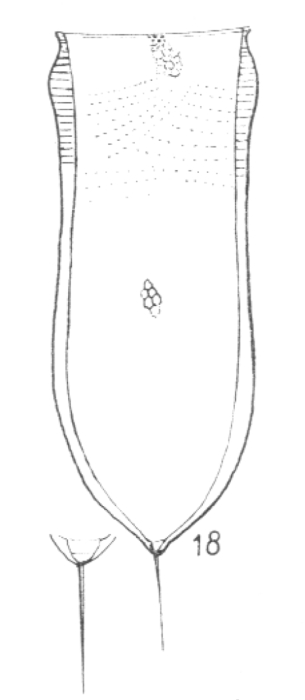 Xystonellopsis aciculifera Xystonellopsis aciculifera