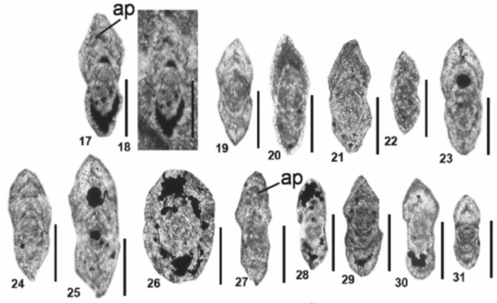 Pseudorobuloides reicheli Altıner, Payne, Lehrmann, Atasoy &amp; Özkan-Altıner, 2025