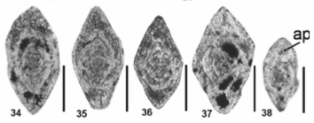 Plectorobuloides taurica Altıner, Payne, Lehrmann, Atasoy & Özkan-Altıner, 2025