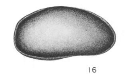 Xestoleberis dumblei Stephenson, 1946 from the original description