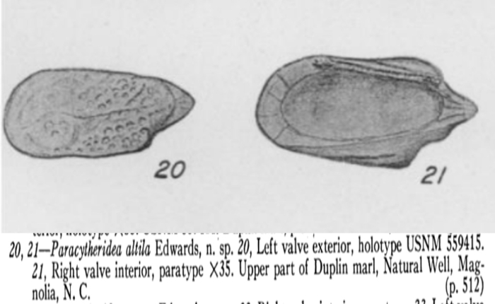 Paratype of Paracytheridea altila Edwards, 1944 From the original description
