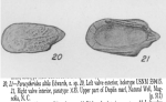 Paratype of Paracytheridea altila Edwards, 1944 From the original description
