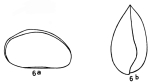 Xestoleberis mauryae Bold, 1957 from the original description