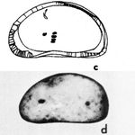 Xestoleberis curassavica Klie, 1939 from the original description