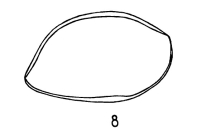 Brachycythere maerkyi Bold, 1957 from the original description