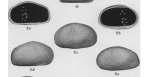 Anomocytheridea ovata Mincher, 1941 from the original description