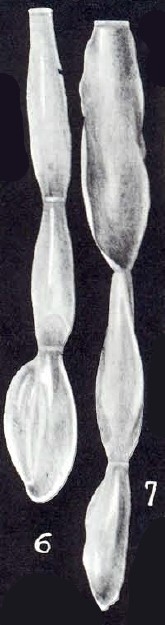 Articulina caledoniaensis McCulloch, 1981