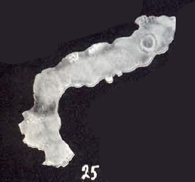 Calcituba (?) polystomata McCulloch, 1981
