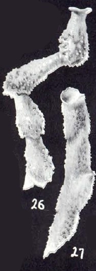 Calcituba (?) trinidadensis McCulloch, 1981
