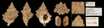 Korrigania stefanoelisa Holotype