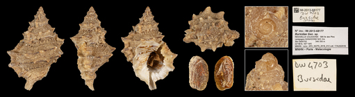 Korrigania stefanoelisa Holotype