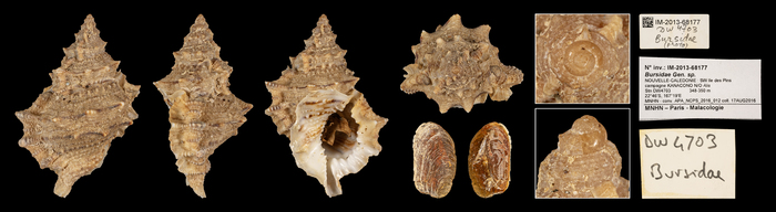 Korrigania stefanoelisa Holotype Korrigania stefanoelisa Holotype