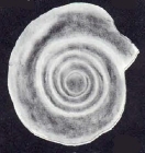 Cyclogyra subinvolvens McCulloch, 1981