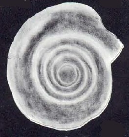 Cyclogyra subinvolvens McCulloch, 1981