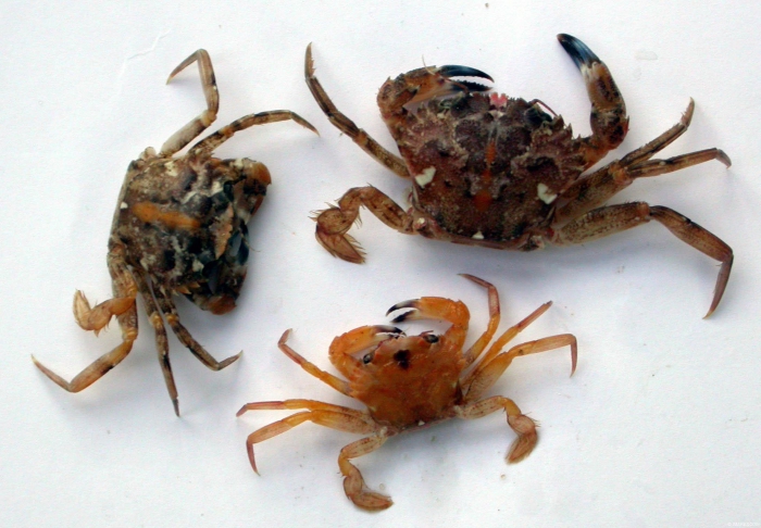 Liocarcinus pusillus (Leach, 1815) Liocarcinus pusillus (Leach, 1815)