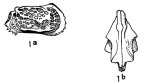 Caribbean Ostracoda