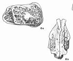 Hermanites setocensis Bold, 1961 from the original description