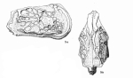 Hermanites ulrichi Bold, 1961 from the original description